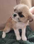 piesek shih tzu chihuahua