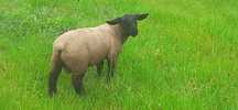 Borrego Suffolk a Pasto