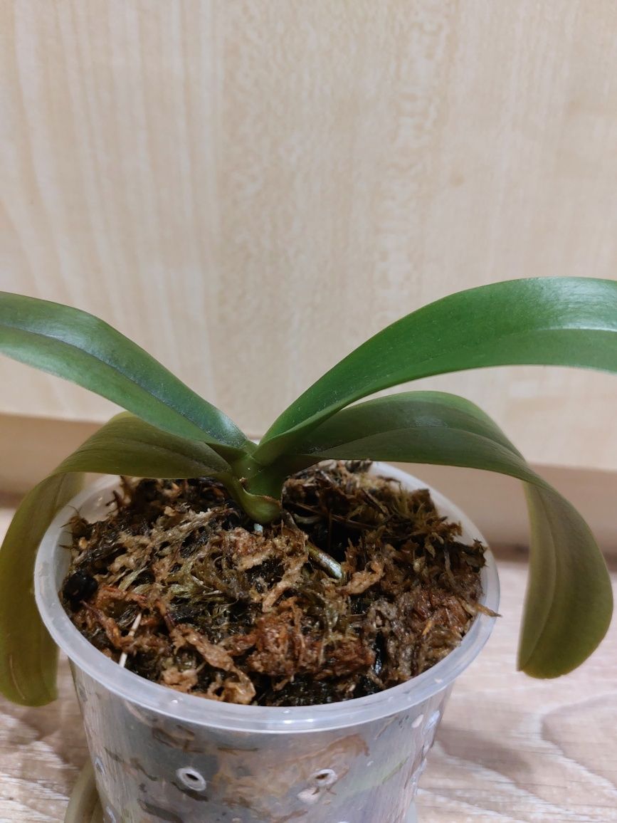 Орхидея орхідея Рінхінопсис старого зразку молода рослина.