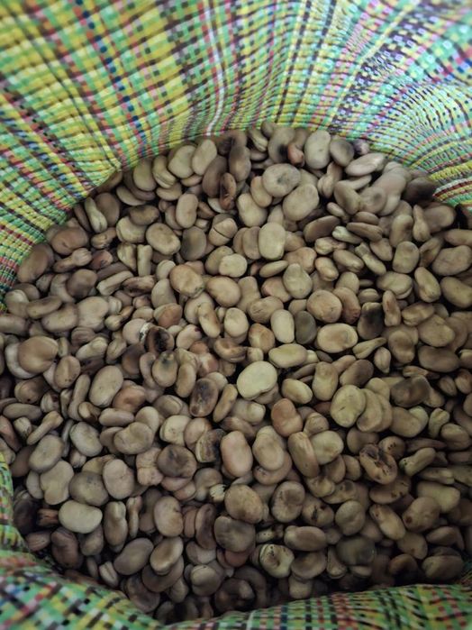 Sprzedam bób odmiana bizon