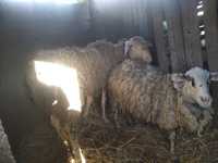 Troco um casal de ovelhas