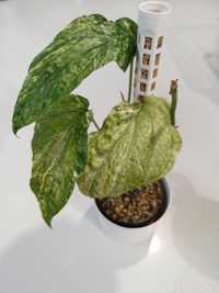 Amydrium medium variegata szczyt