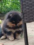 Pomeranian suczka xxs FCI ZKWP do odbioru