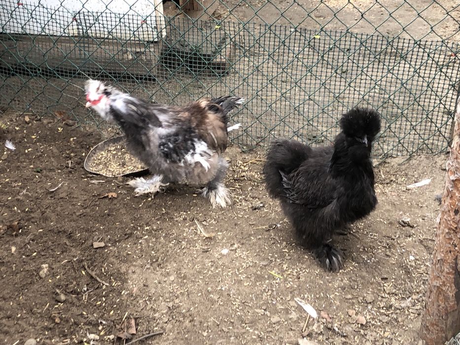 Parka kogut, kurka silki