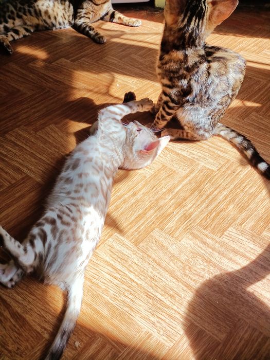 Бенгальські котики