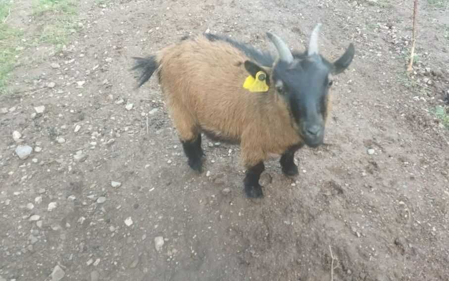 Vendo 2 cabras anãs e um filho