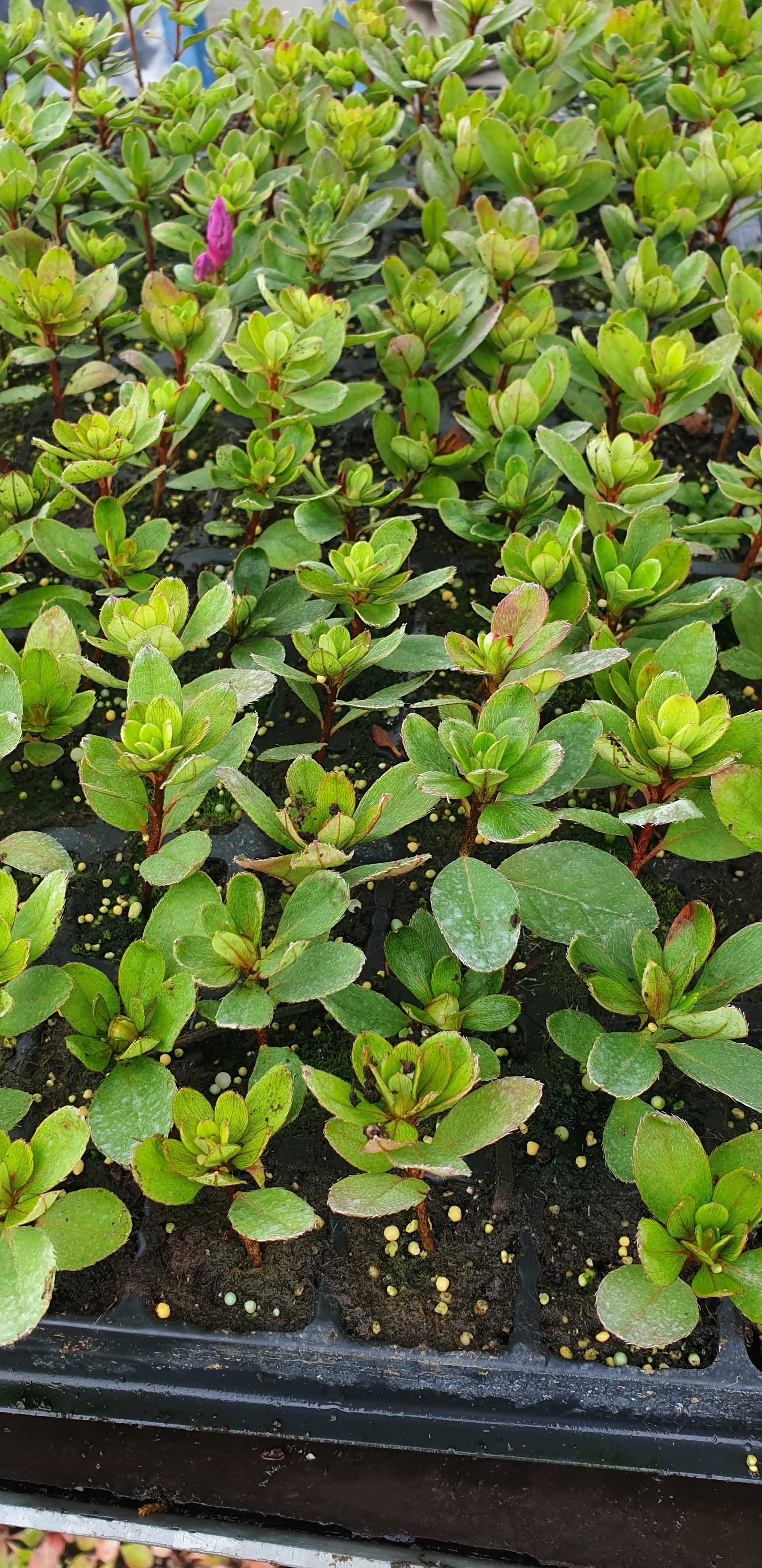 Azalia japońska Rhododendron japonicum multiplat, różne odmiany,kolory