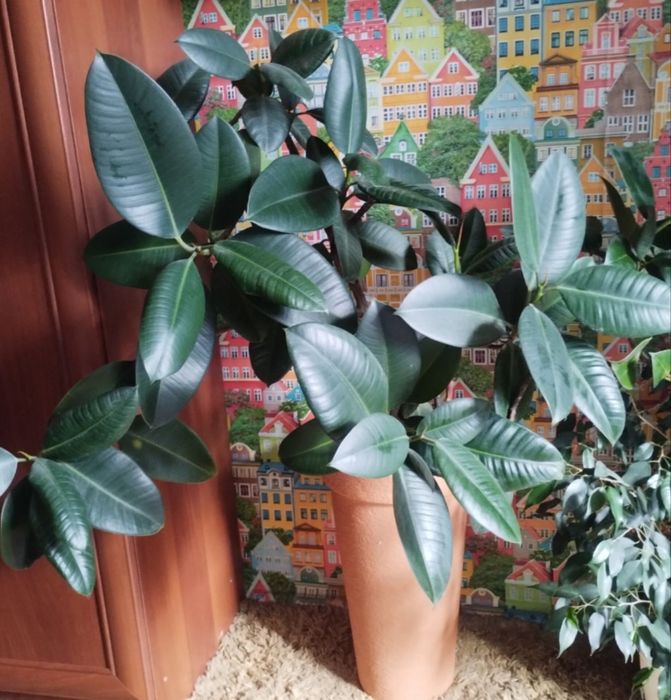 Шикарний фікус разом з великим керамічним  горщиком. Тільки самовивіз