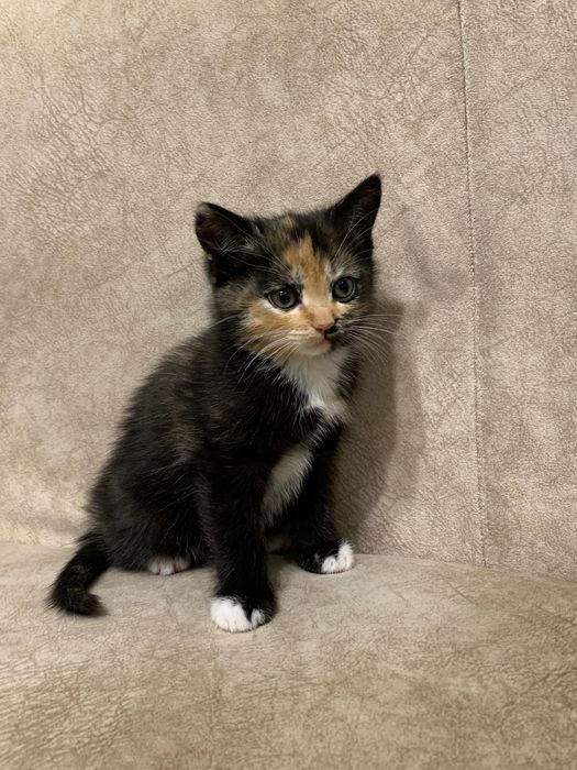 Кошеня шукає новий дім