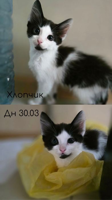 Коти(5 шт ) в добрі руки