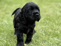 Cocker Spaniel Angielski - pies Agent