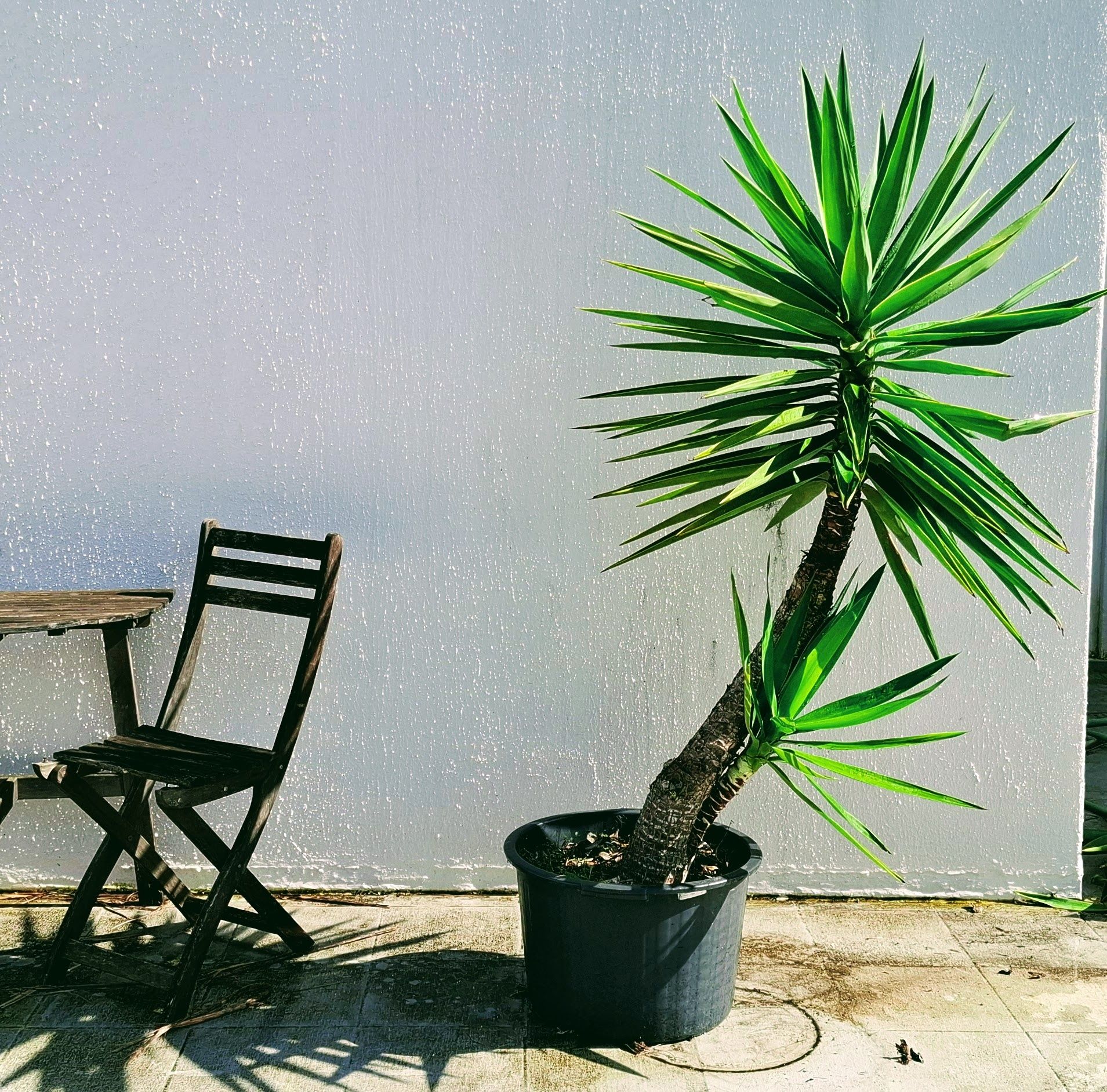 Planta Yucca  em vaso
