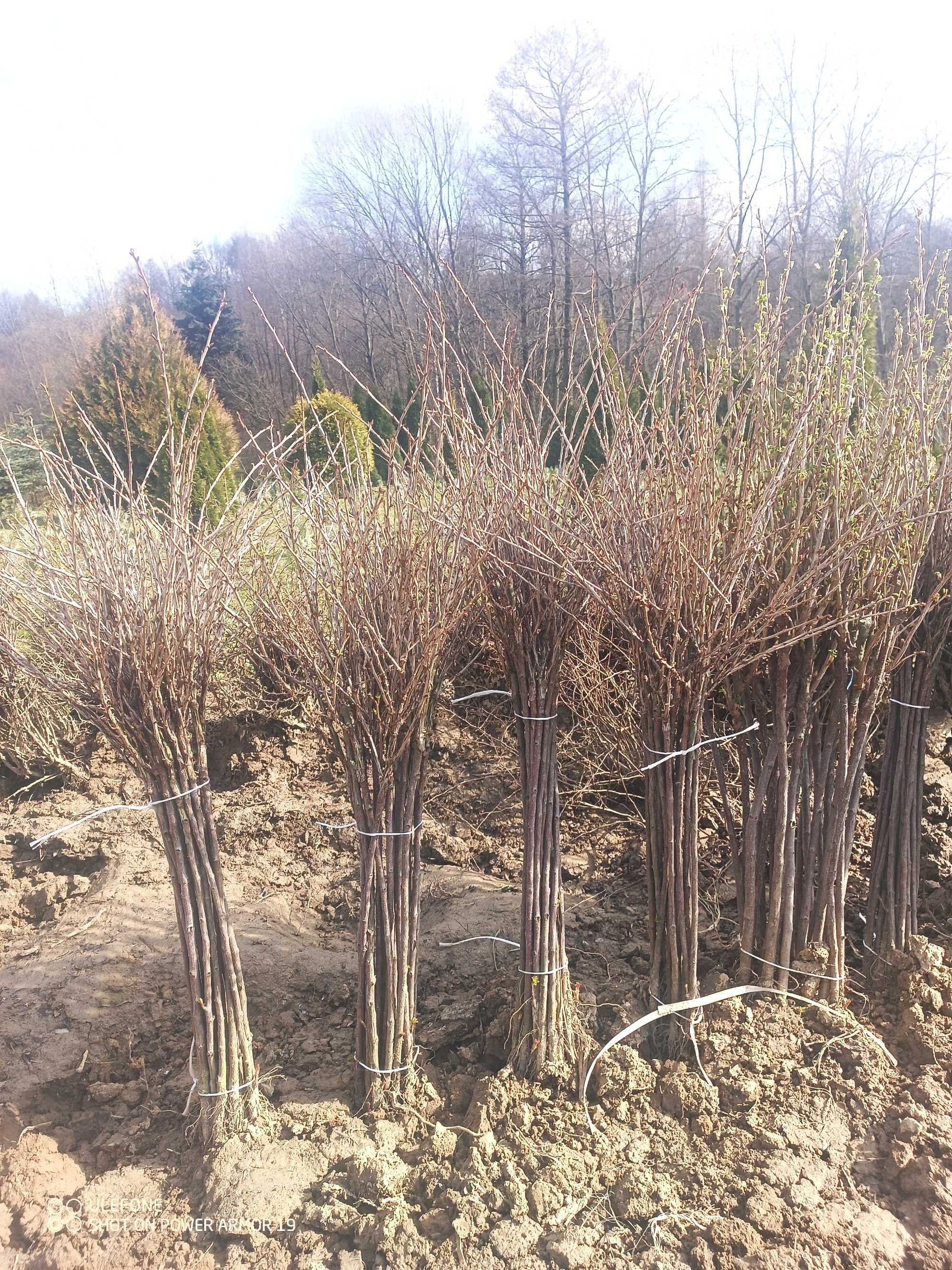 Agrest na Pniu! poprzeczka na PNIU! 120cm Sadzonki Owocujące
