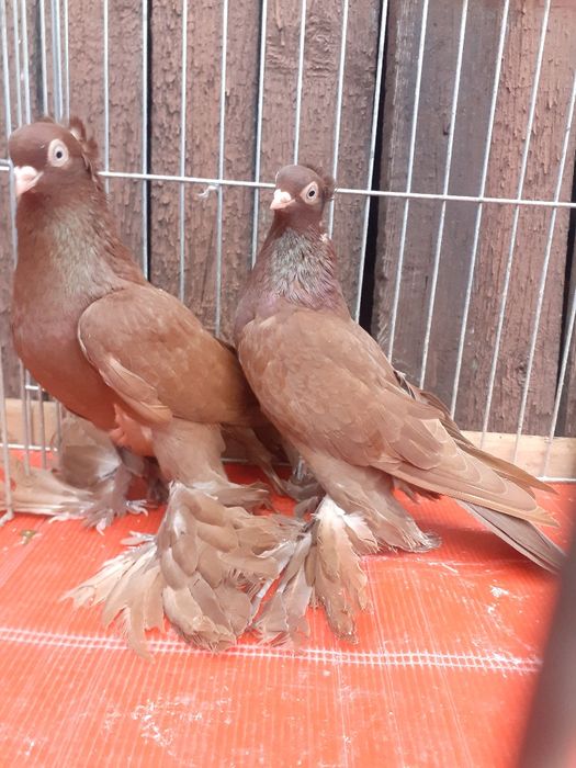 Wywrotki wschodniopruskie gołębie ozdobne