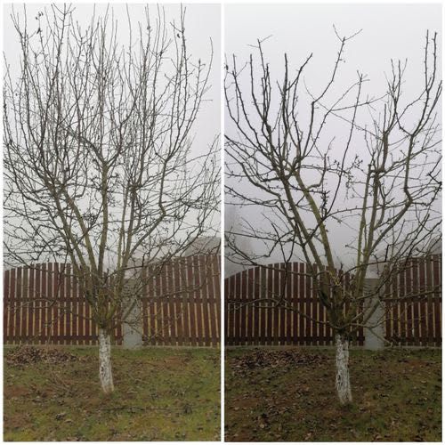 Poda de árvores de fruto e instalação de rega – Sertã