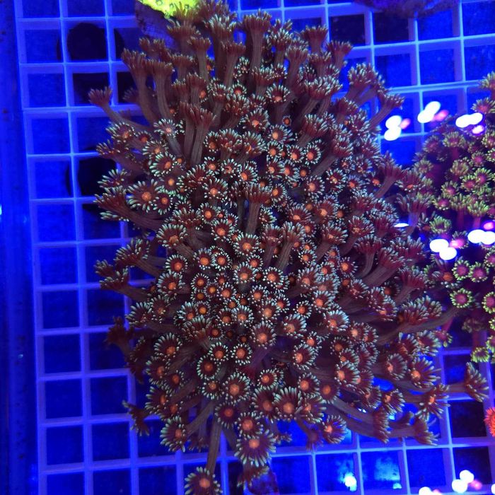 Goniopora Premium Blue Red Eye matecznik WYSIWYG #1