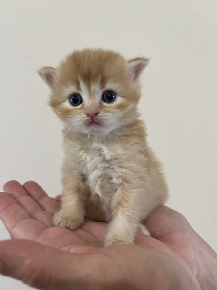 Шотландські висловухи котята