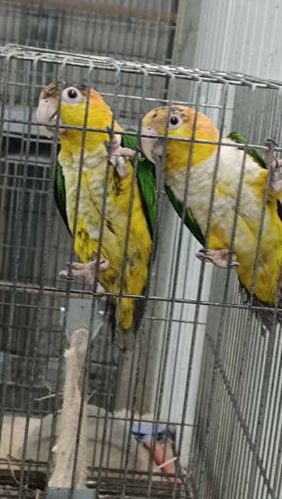 Marianinhas cabeça canela