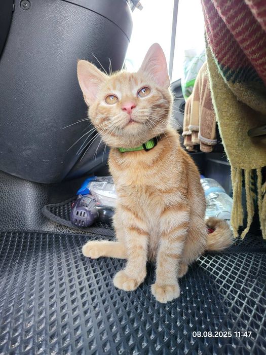 Прилаштовується котик