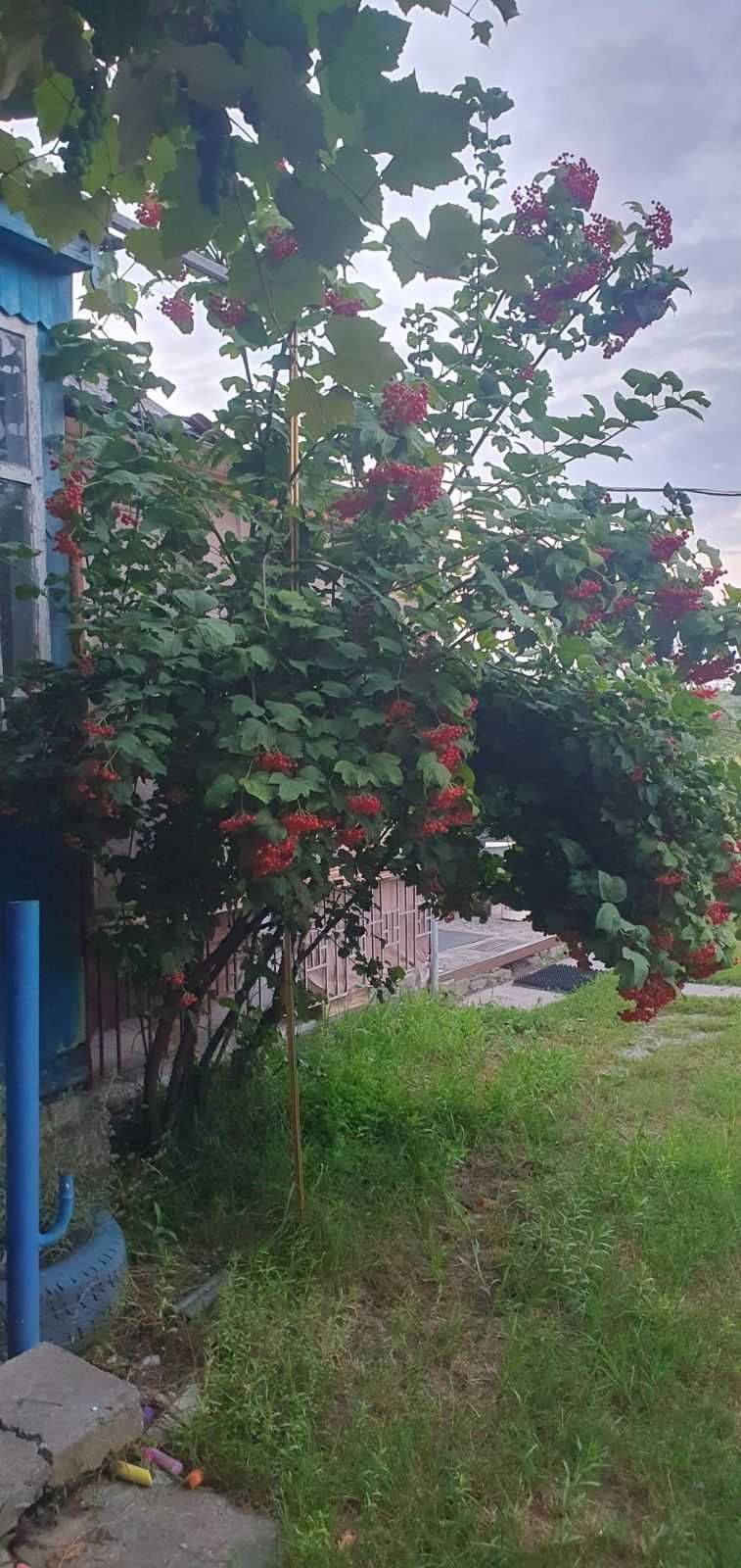 Продам будинок в центрі села