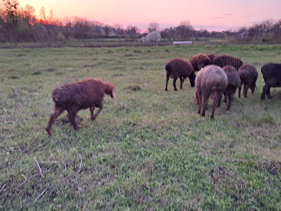 Продам баранів Гисарів