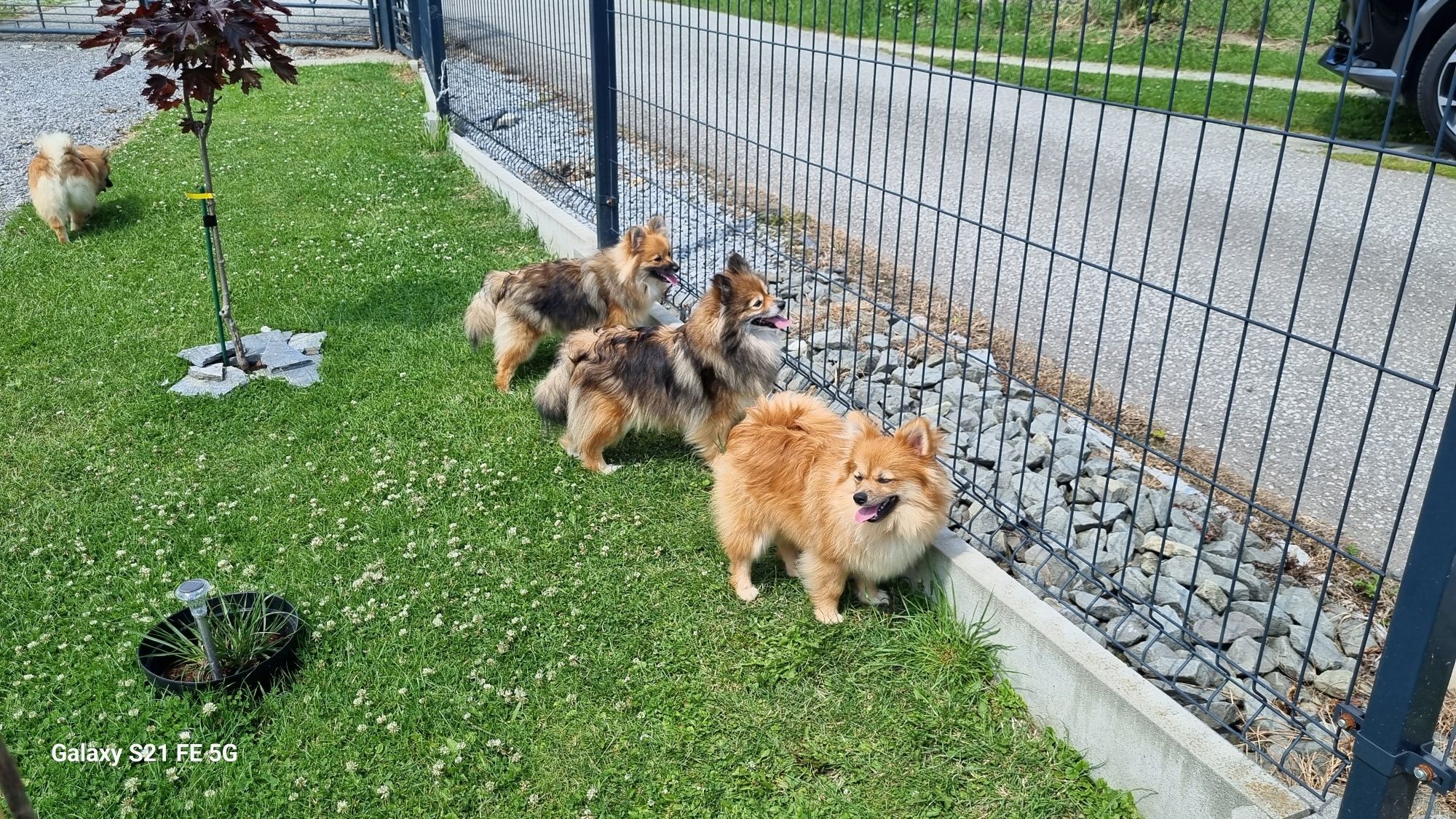 Piękny piesek szpic miniaturowy pomeranian?