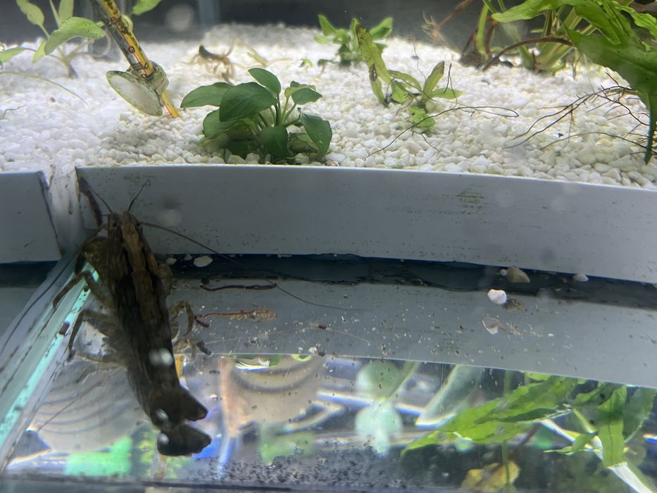 Krewetka filtrująca dorosła (10 cm)