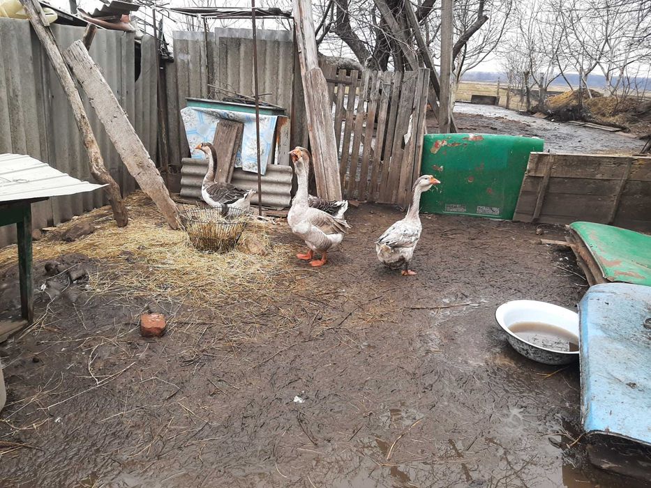 Яйця гусей породи холмогори