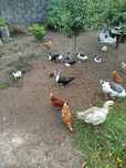 Vendo patos mudos