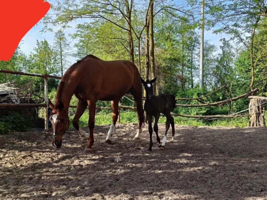 Sprzedam ogiera 3 latka