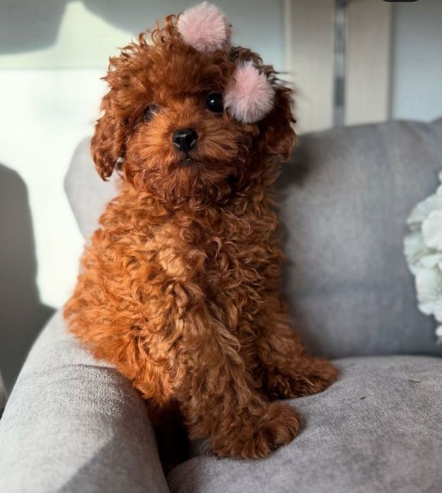 Ред браун той пудель.дівчина