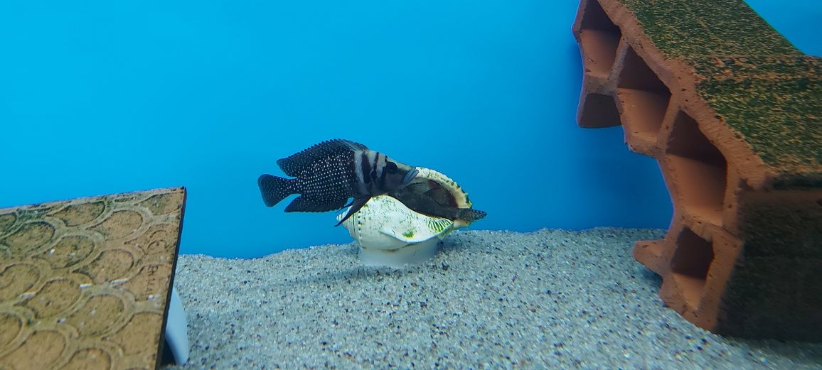 Altolamprologus Calvus Black Pectoral Lupota Tanganika Malawi