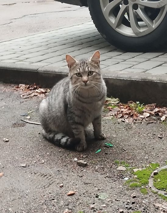 Безкоштовно котик