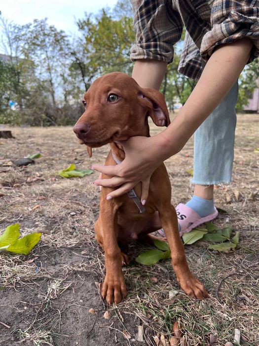 Венгерская выжла – активная, умная и преданная собака