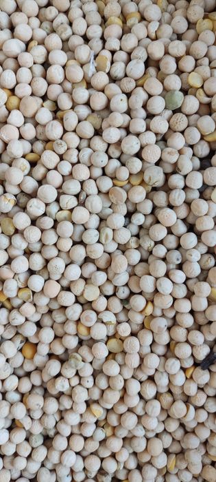 Groch batuta z 2025r