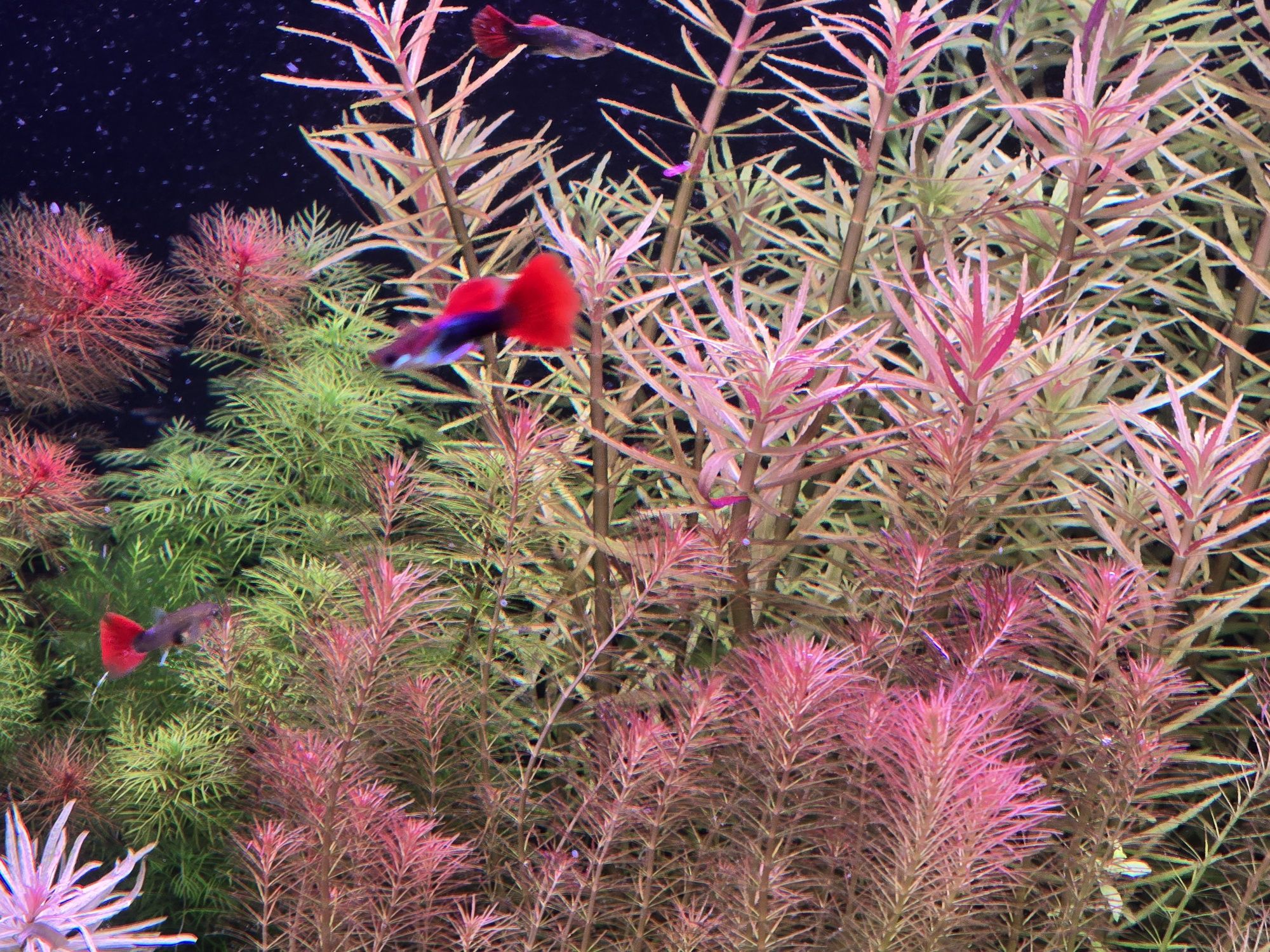 Gupiki platinum red tail
