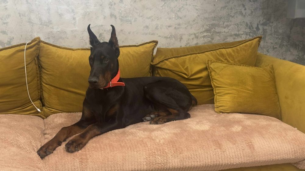 Doberman 7 miesięcy