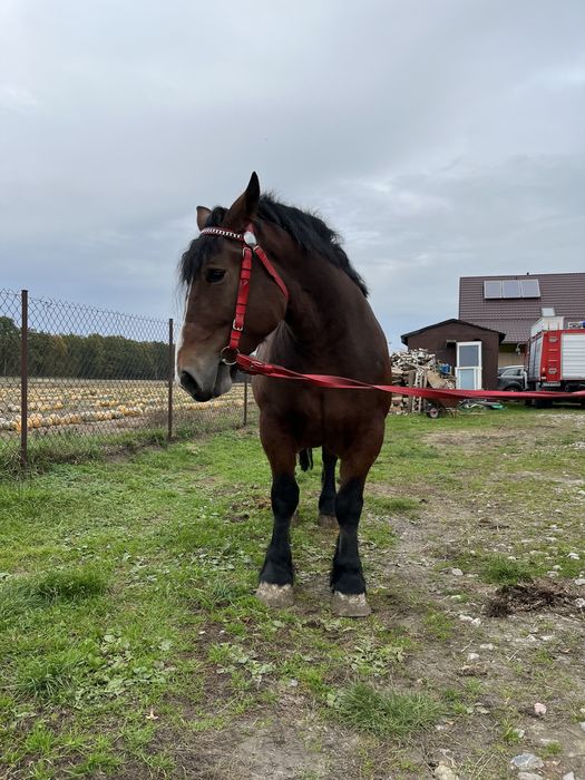 Sprzedam klacz Arden Polski