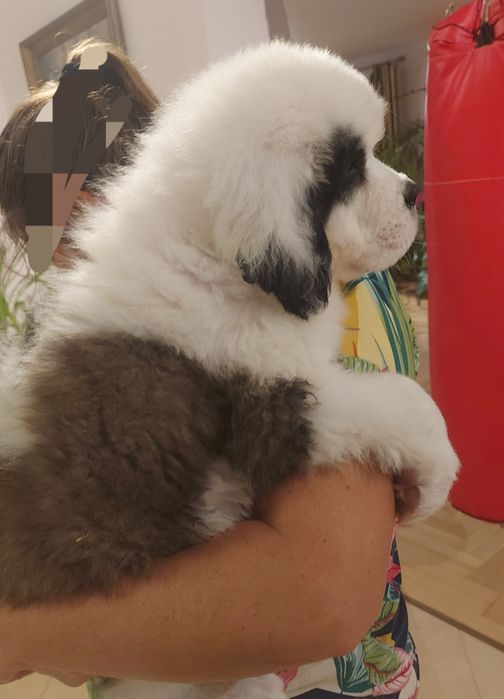 Bernardyn  długowłosy piesek