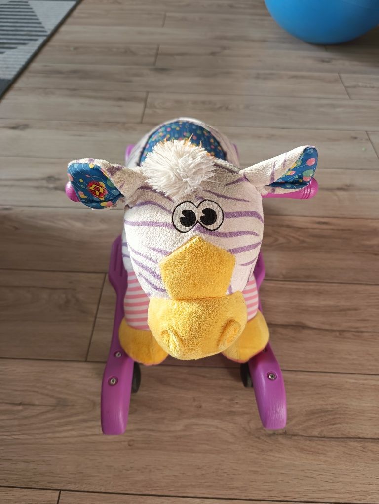 Zebra, koń na biegunach