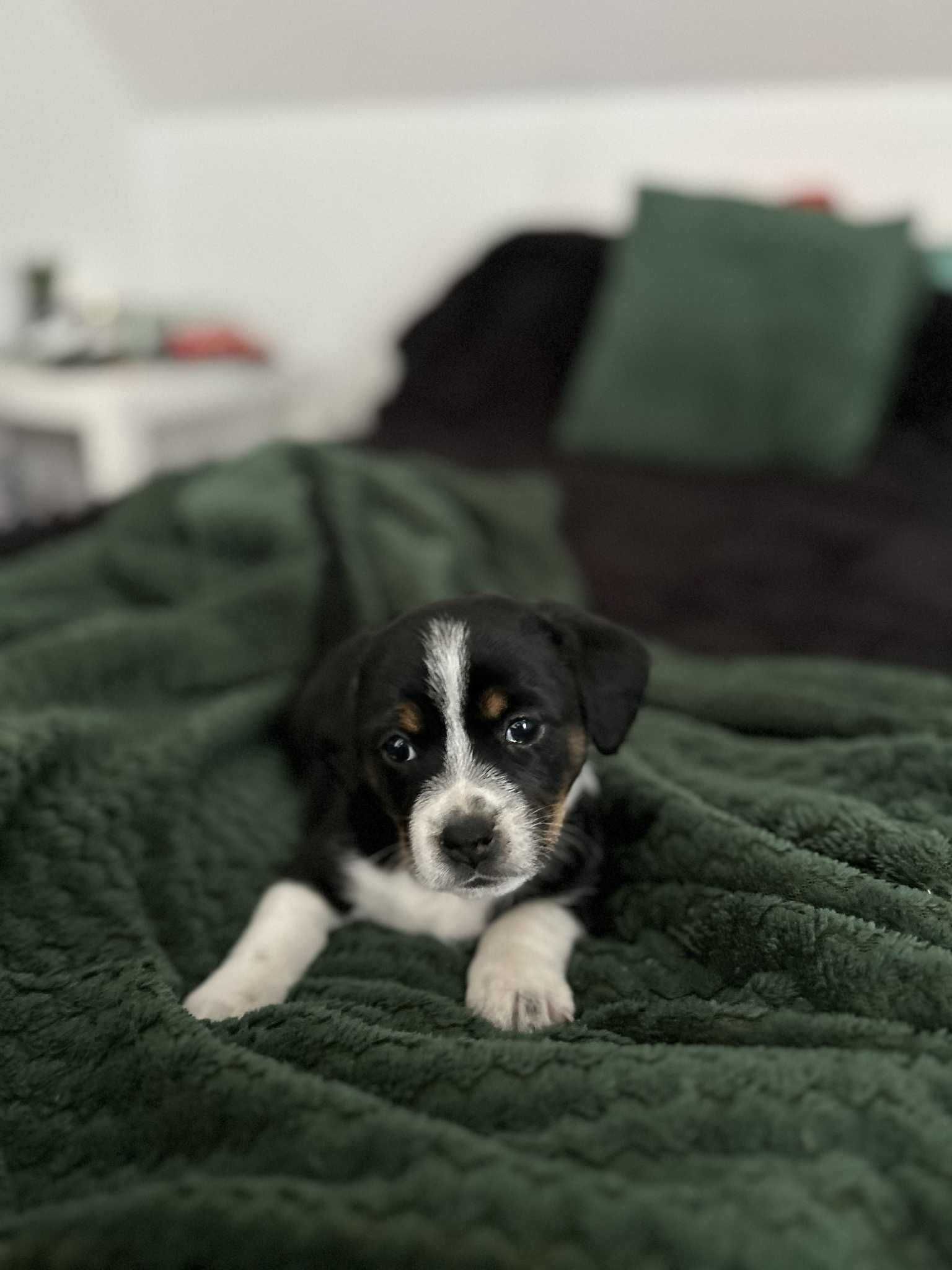 Szczenięta do adopcji