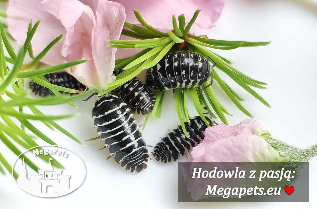 Armadillidium maculatum Stonoga Kulanki Prosionki Skoczogonki Mrówki