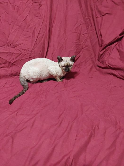 Шикарная девочка канадского сфинкса эльфийка.