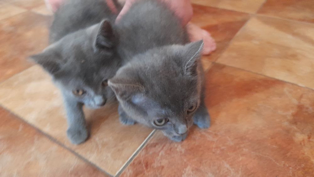 Британські коти к