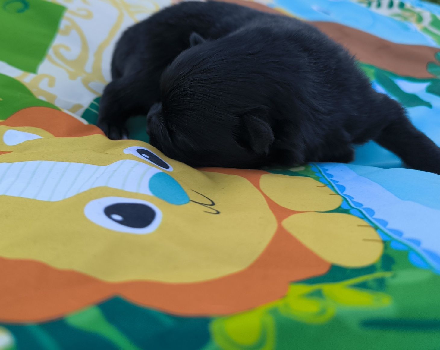 Szpic Miniaturowy pomeranian suczka