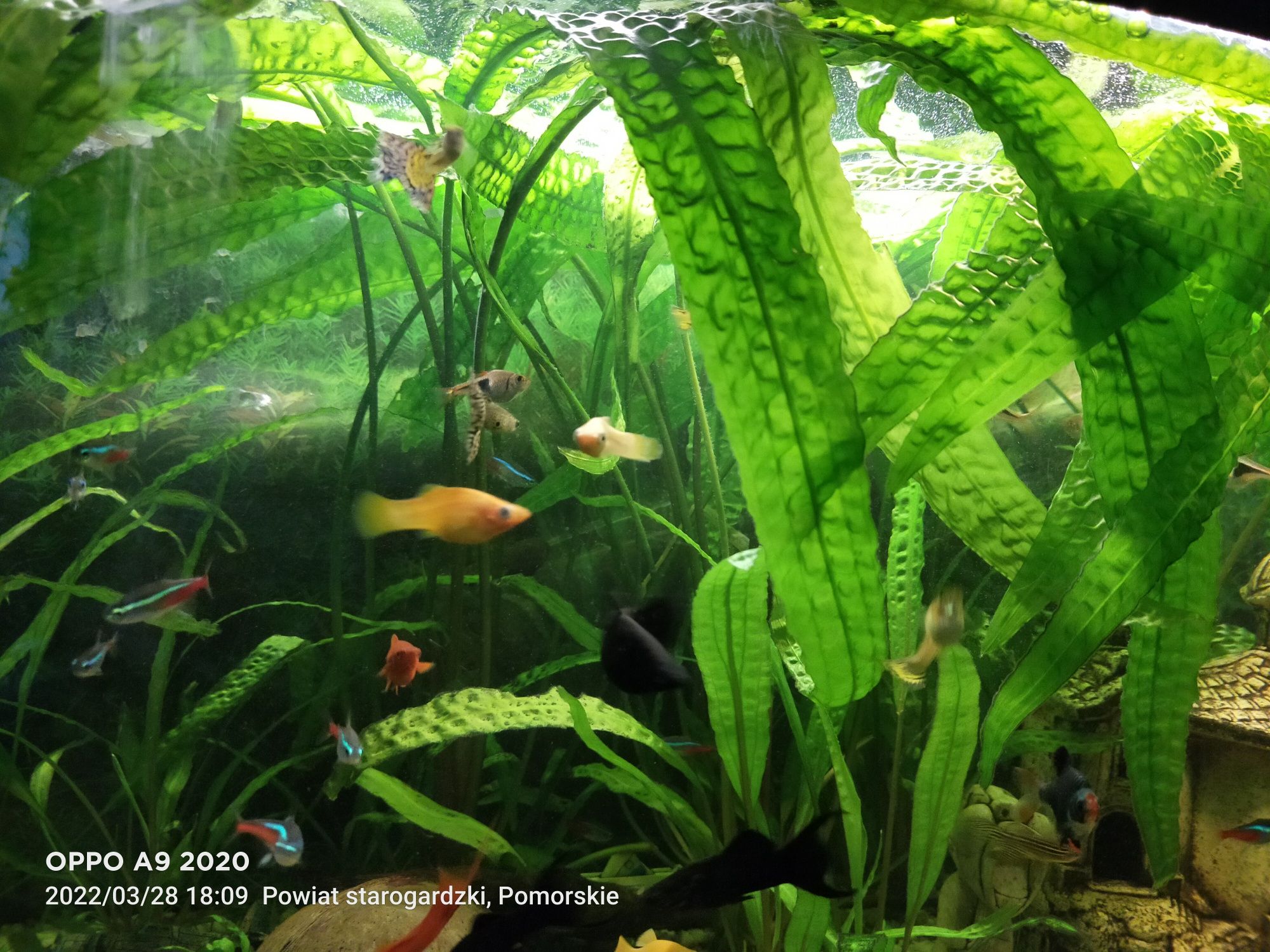 Akwarium 120L panoramiczne z oświetleniem LED