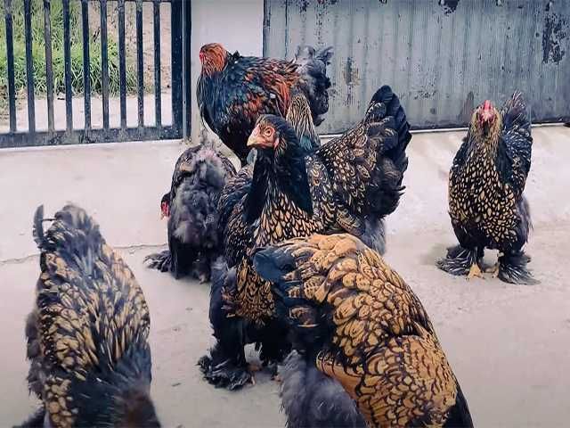 Курчата та інкубаційне яйце  Брами золото, срібло, темна.