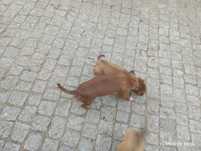 Cães porte pequeno
