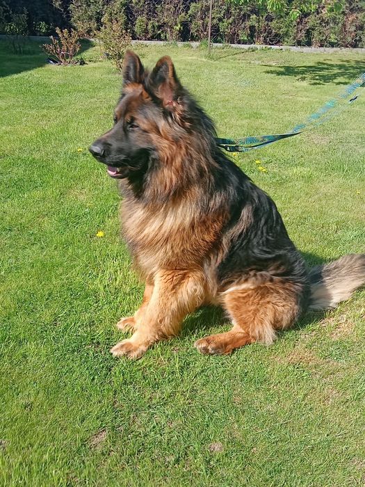 Owczarek niemiecki pies