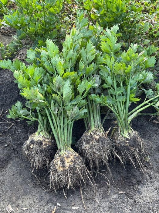 Seler korzeniowy świeży